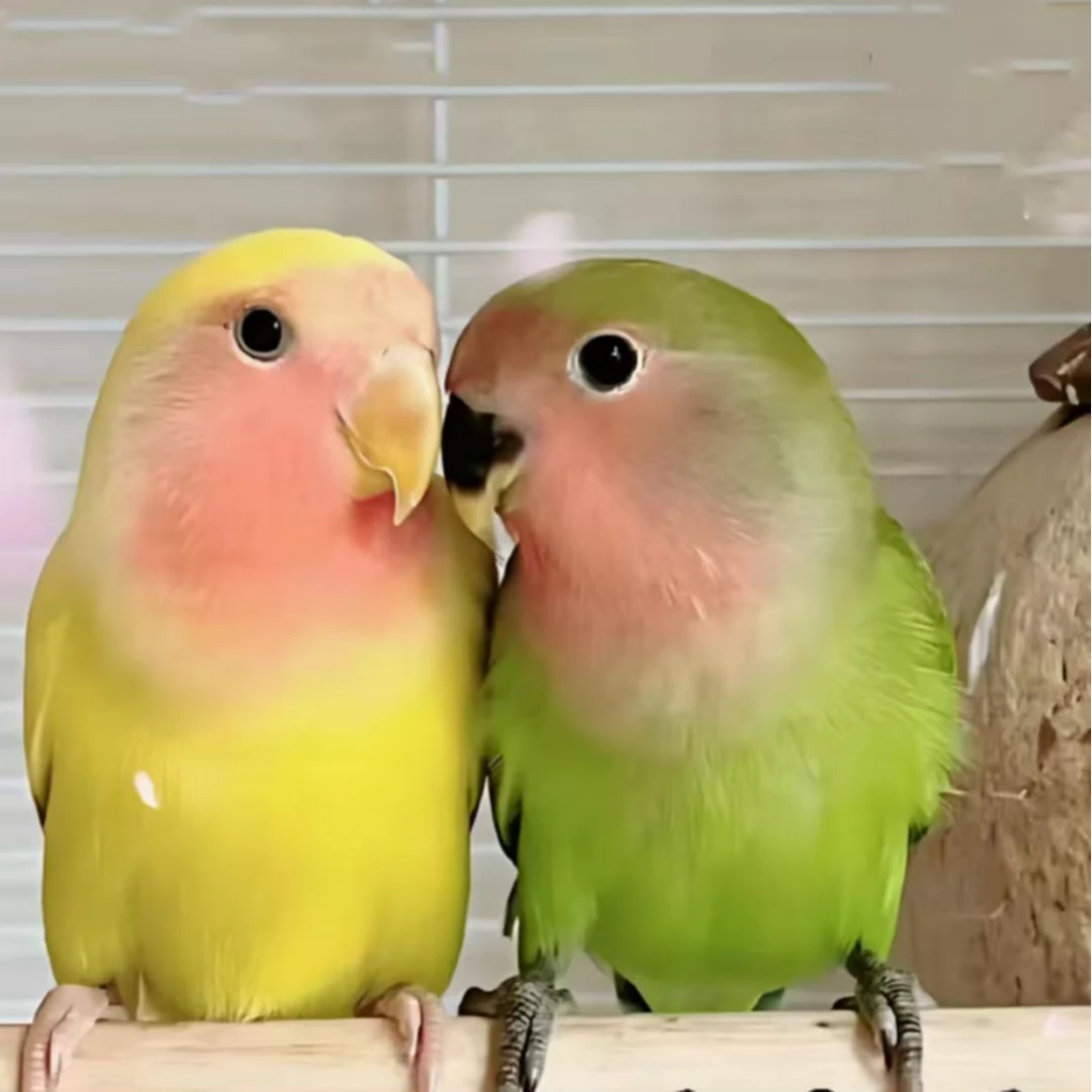 手养牡丹鹦鹉活体好养可上手亲人宠物鸟