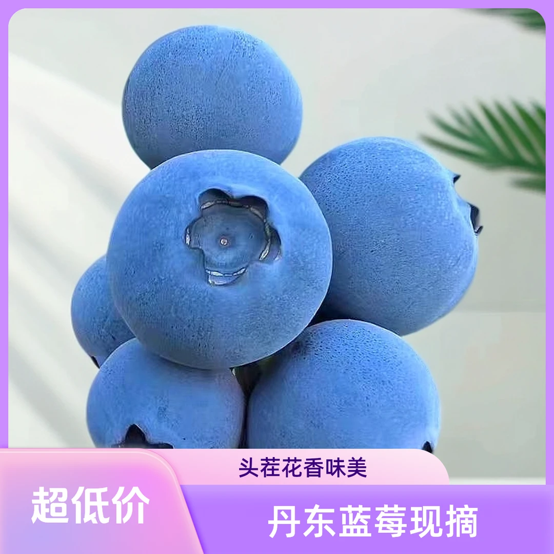 正宗丹东暖棚头茬花香蓝莓L25（省内2.0＋）现摘现发