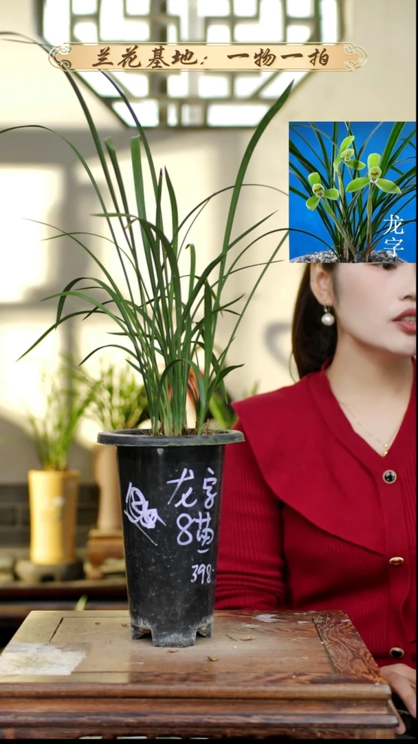 完全开放春兰龙字