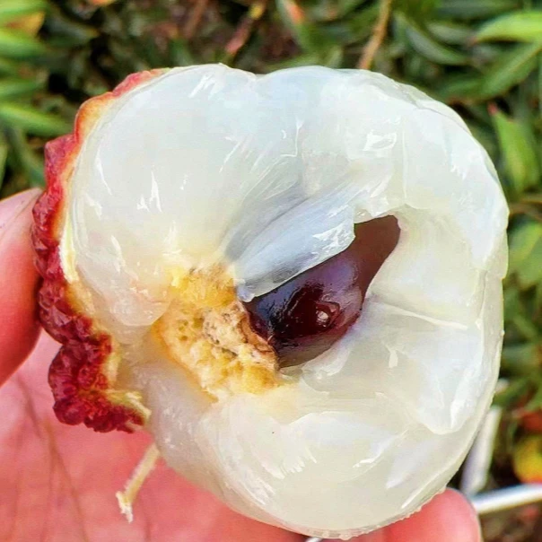 【荔枝王次日达】海南火山口永兴荔枝王当季新鲜采摘热带水果2.5-5斤京东顺丰次日达荔枝同城送