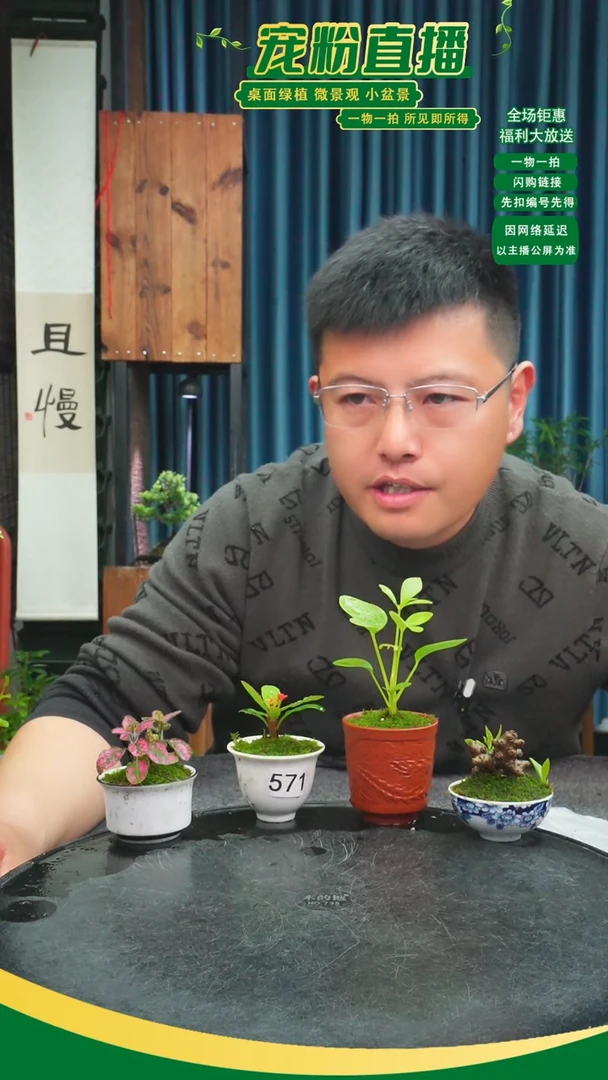 无花朵香**兰苔藓微景观571号