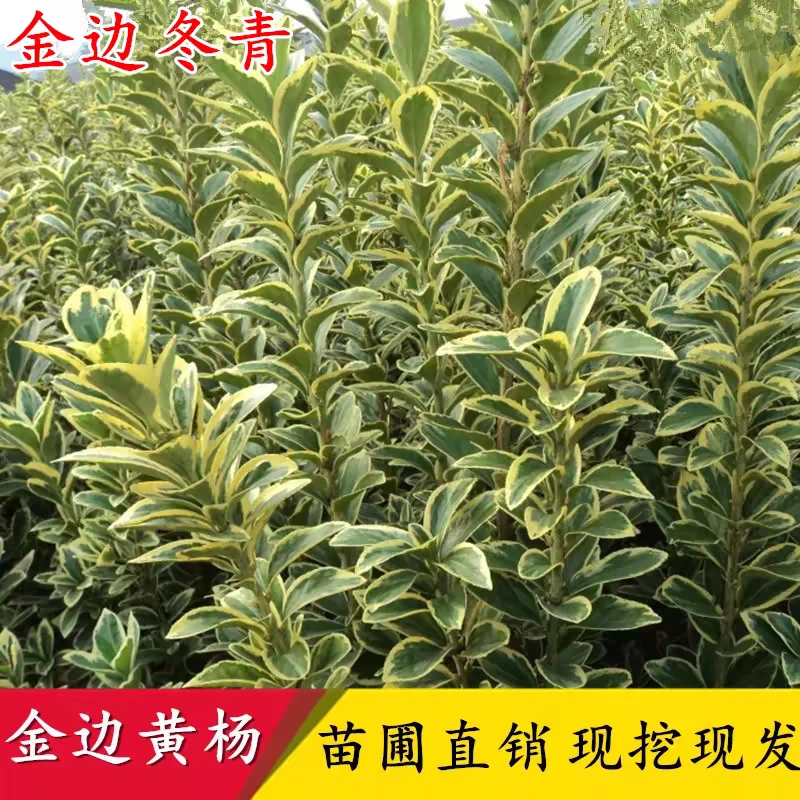 金边黄杨苗庭院绿化苗木四季常青耐寒好养活观叶冬青篱笆常绿树苗