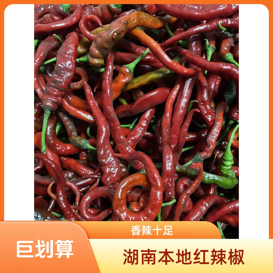 （湖南品 种 软皮红辣椒）中辣  炒菜  剁椒   辣酱