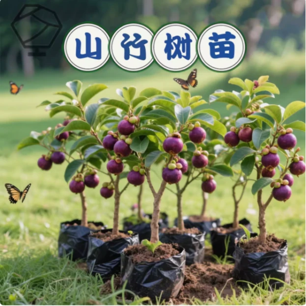 【山竹树苗耐寒耐高温 南方北方种植 红肉山竹苗当年结果】
