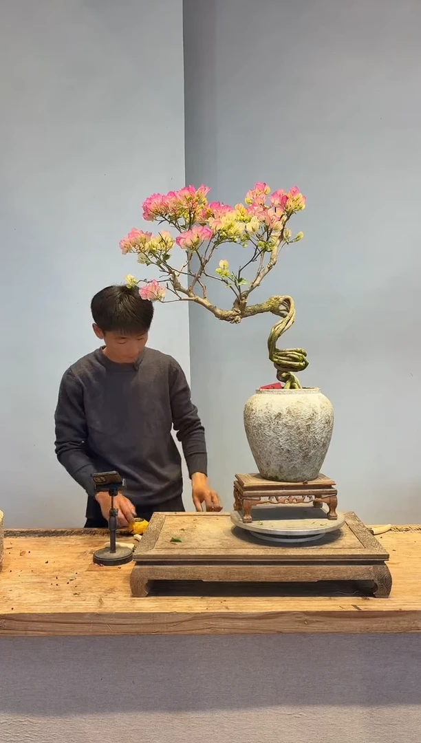 以实际为准三角梅33