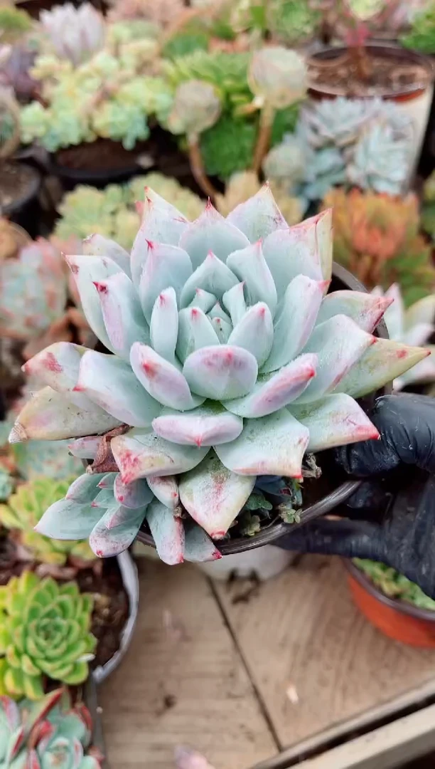 天**城17049多肉植物一物一拍