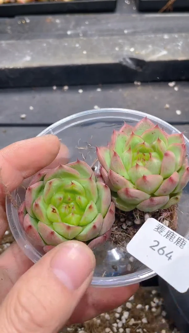 264翡冷翠上色模特      量拍