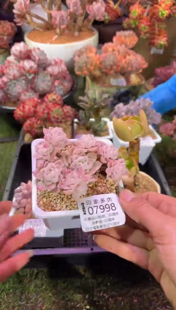 【闪购商品】07998