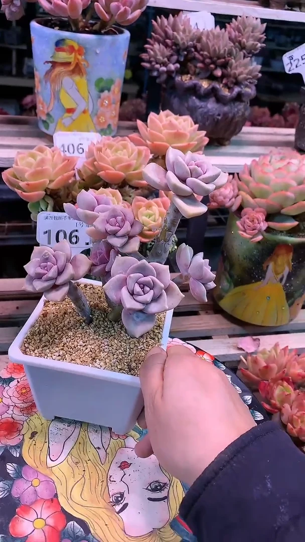 【闪购商品】106JJJ