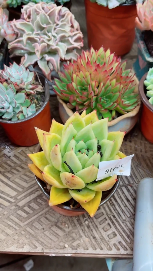 沉*16016多肉植物一物一拍