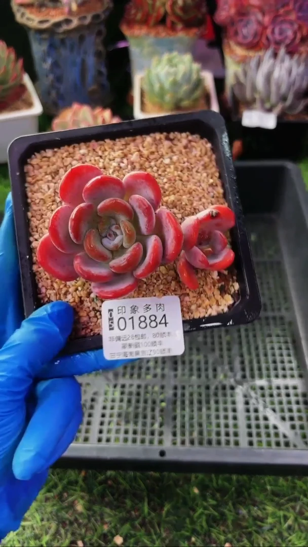 昆明印象多肉01884