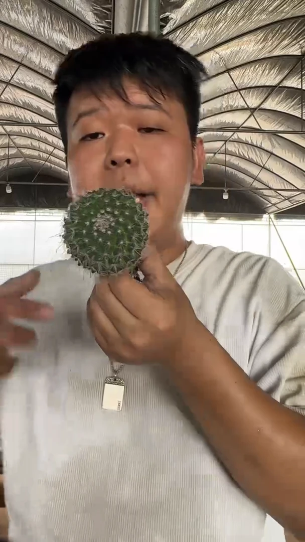 黑寡妇 琳达【实生根】