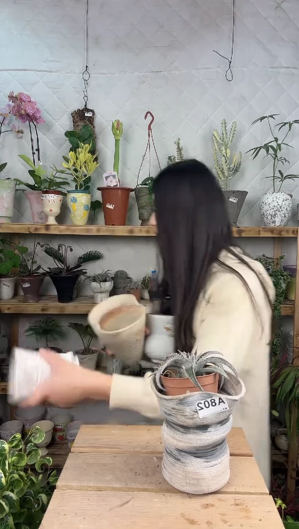 无花朵802沙漠凤梨加盆一套80