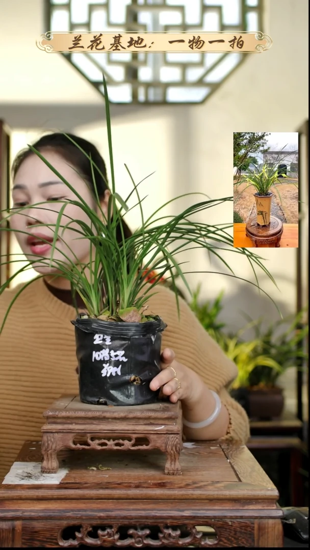 完全开放春兰丝兰