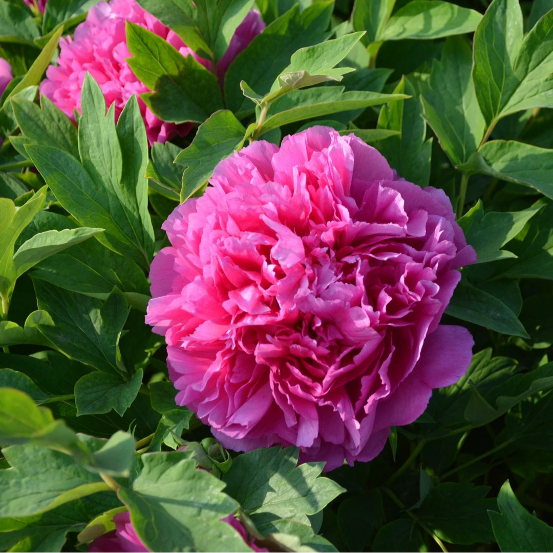 【红麒麟】 菏泽精品牡丹十年独杆 秋季发苗 红色系