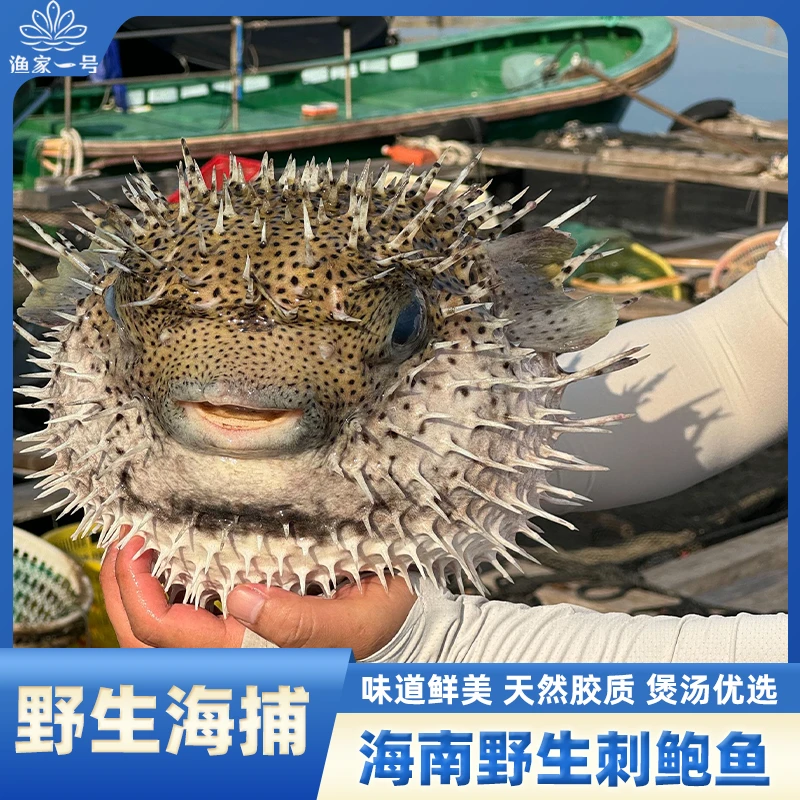 【鱼皮去刺】海南海鲜刺鲍鱼 纯鱼皮 新鲜豚鱼龟鱼西沙南沙深海DHA
