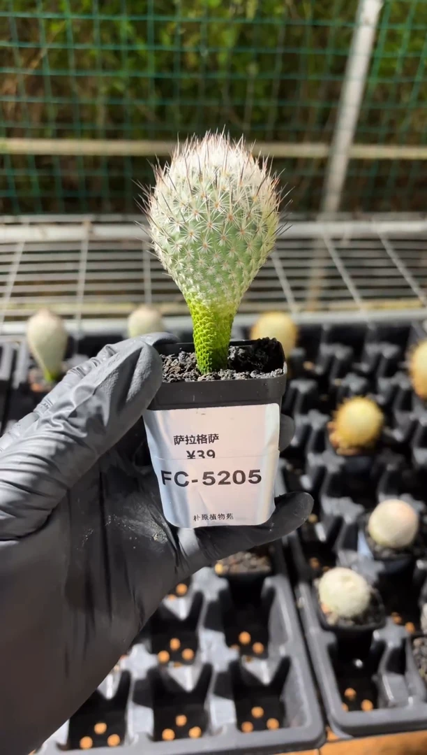 萨拉格萨FC-5205