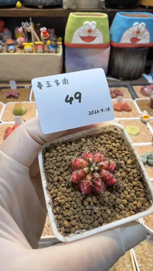 ?25.9.16-49多肉