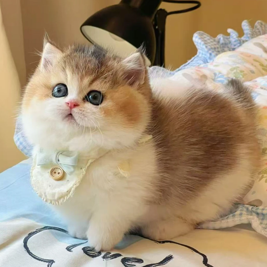 全品类猫咪活体一对一挑选  不合适全额退