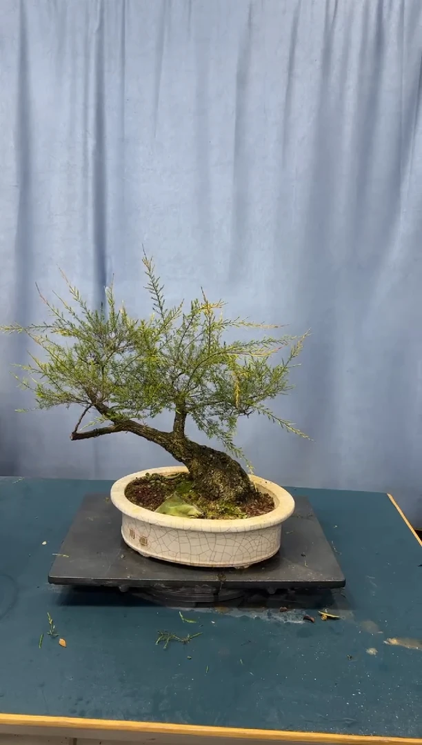 【闪购商品】盆景岗松