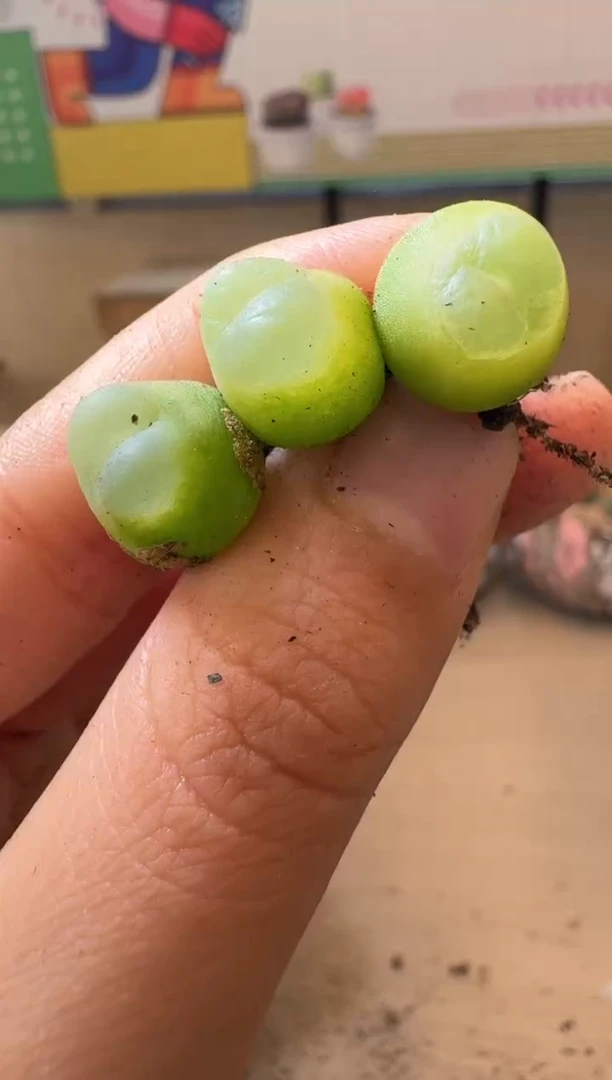 多肉植物肉锥生石花14-70