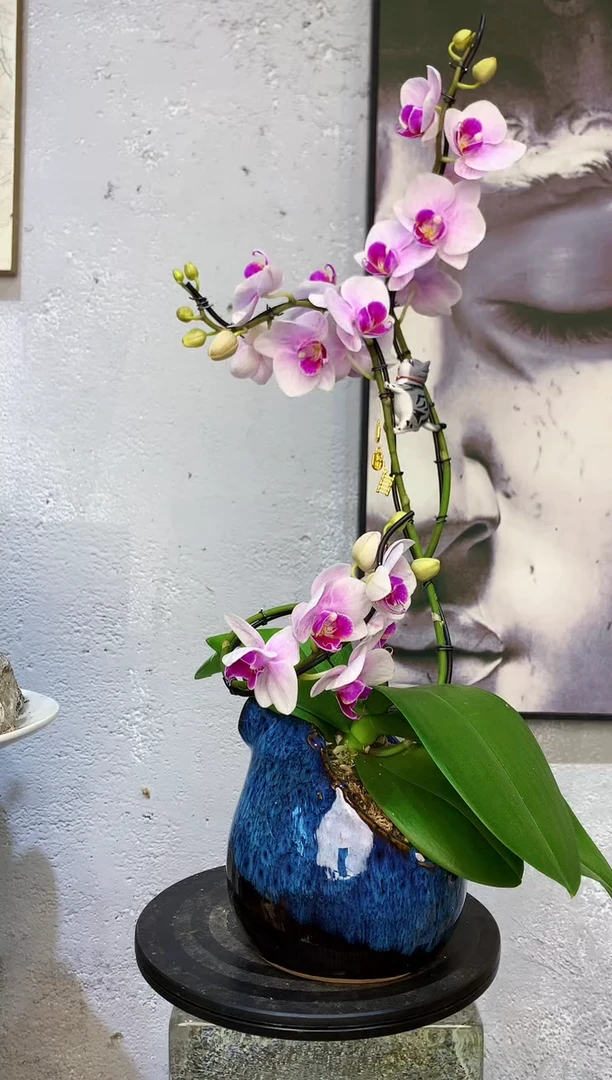 大部分花苞少量开放213植物杂货店，来淘宝吧
