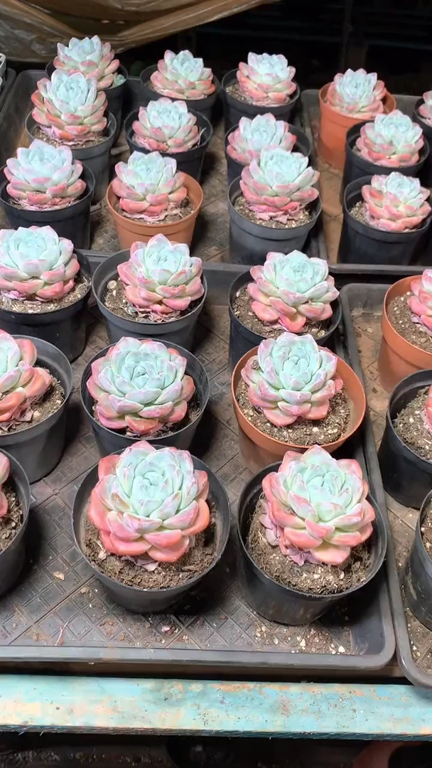 精控带盆土冰玉1颗【2单包邮】