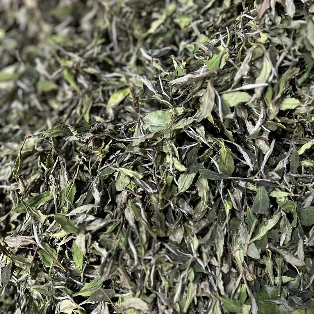 2025年春寿眉-依然玩笑