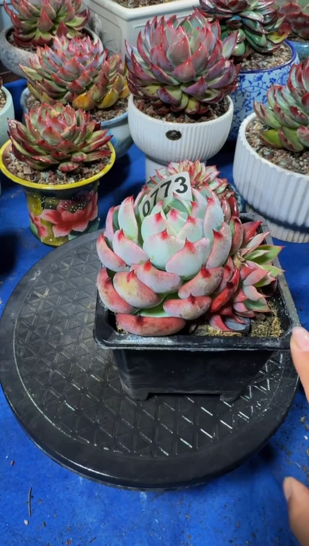 【闪购商品】0773惊鸿仙子（裸根发货）（不包整）