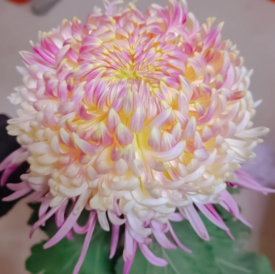 【盘龙宝翊菊花】九月菊大花盆栽新手