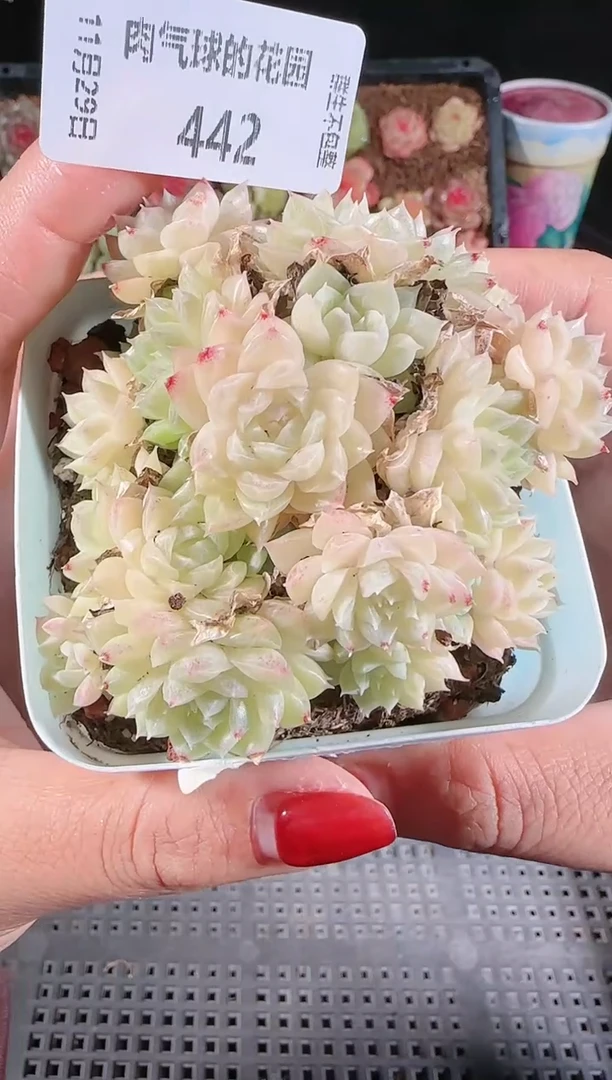 多肉1129-442群生不包整