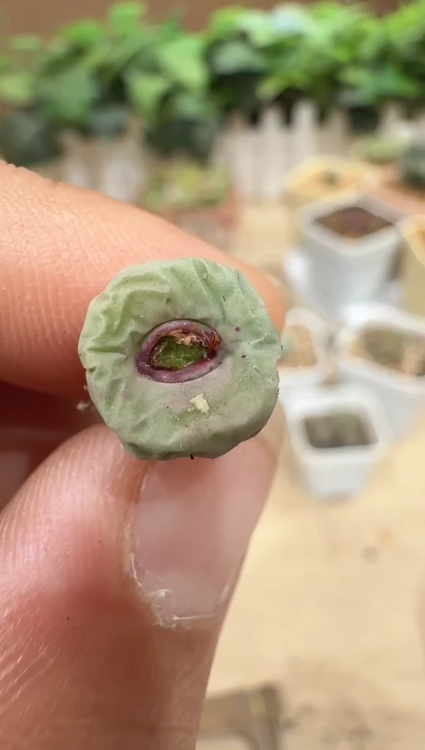 29-125多肉植物肉锥