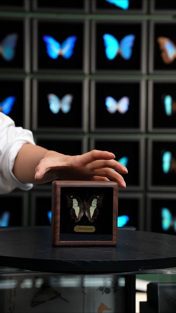 二尾蛱蝶胡桃木盒子