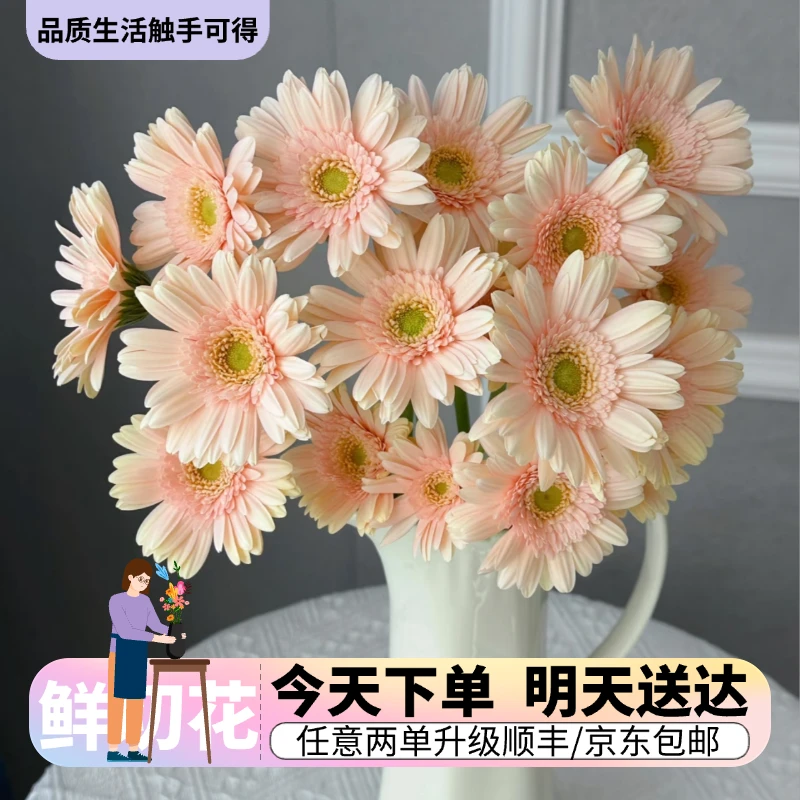 『非洲菊·圣托里尼』迷你弗朗 今日下单明日送达 生活鲜切花同城批发直播