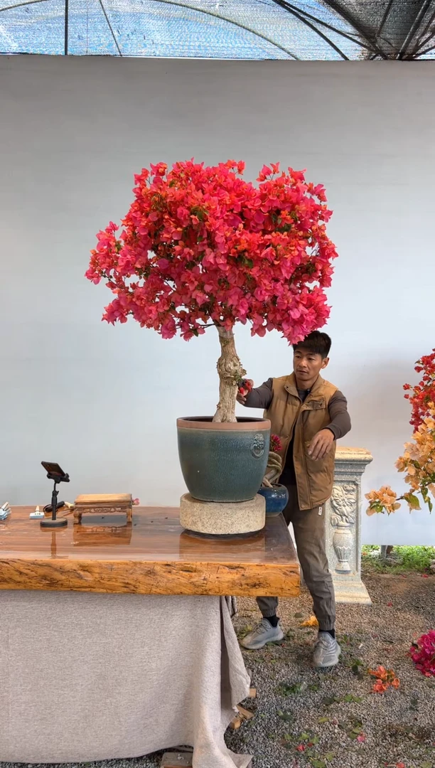 【闪购商品】AA925