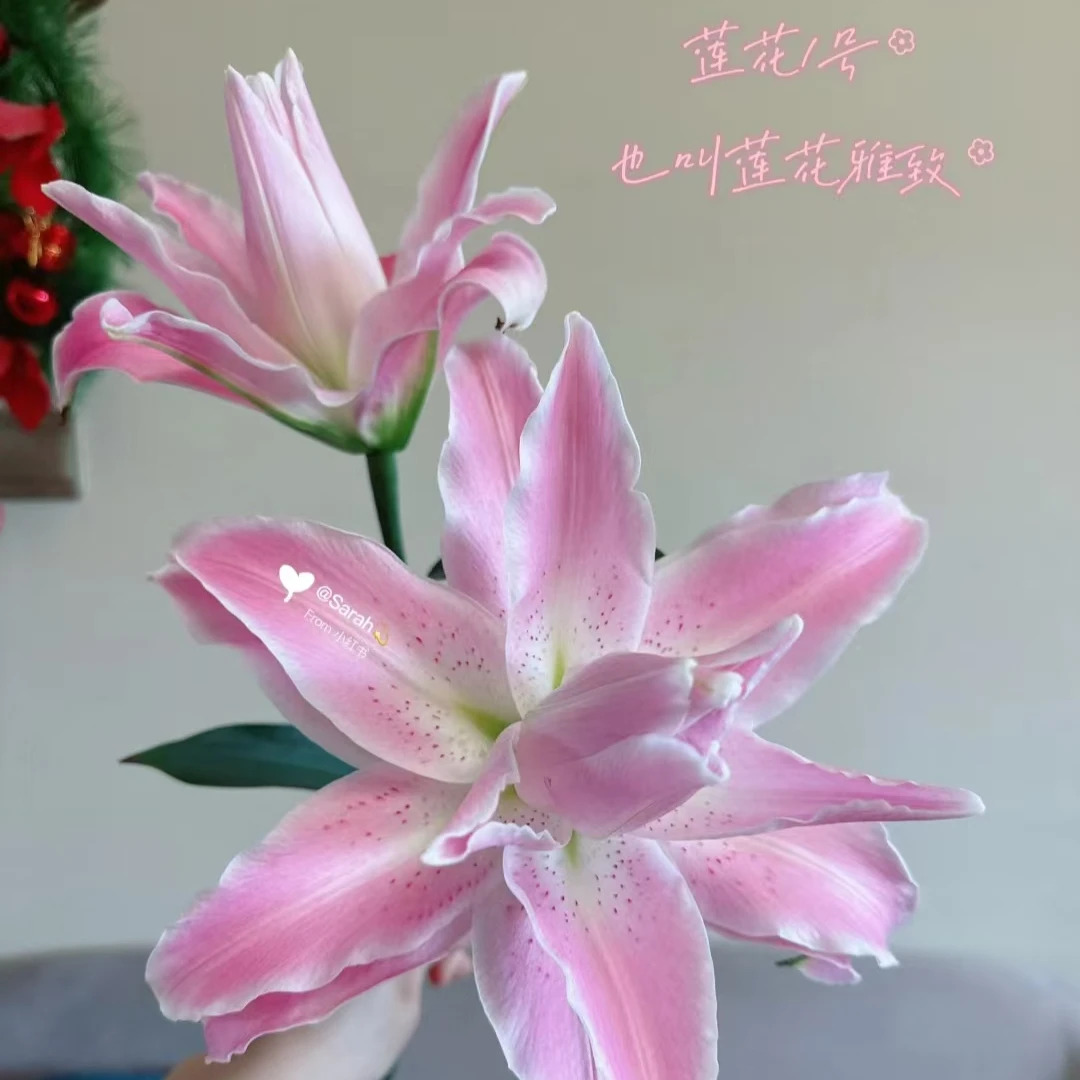 莲花雅致重瓣2头5支  两单包邮