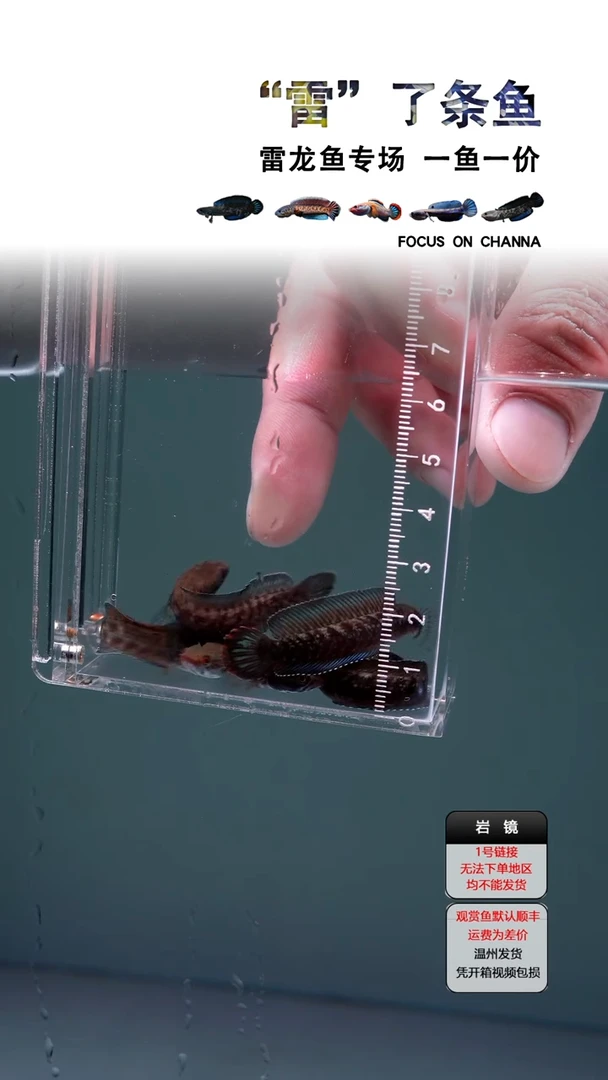 雷龙奶茶雷龙5-6cm全品一条