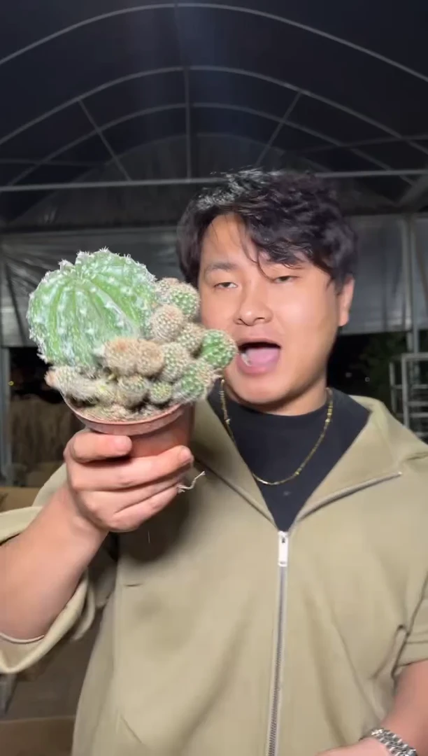 6-9cm 浓桃筋【带根】