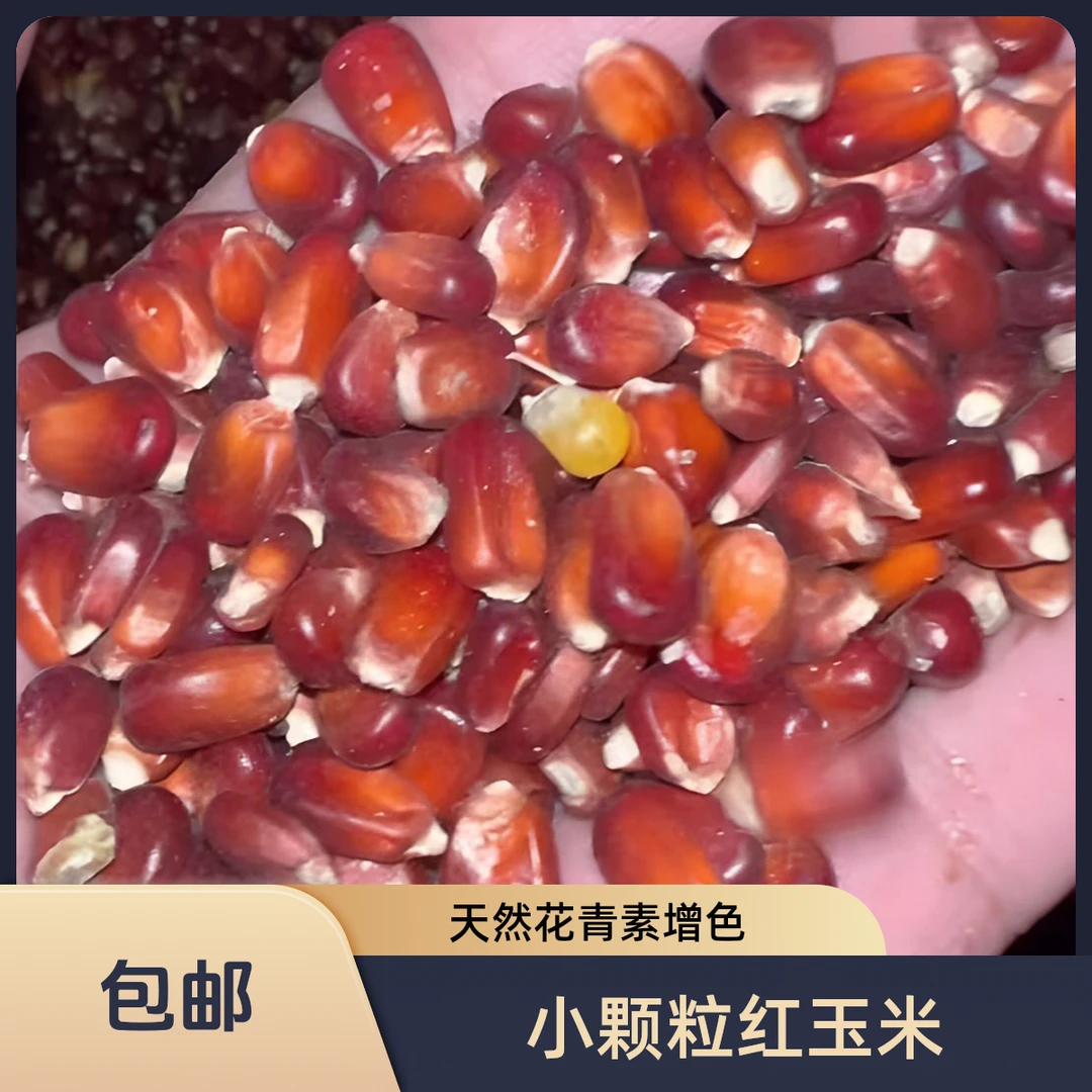 小颗粒红玉米 鸽粮玉米
