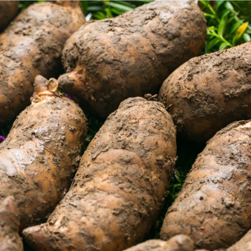 枫香溪甄选现挖食用天麻