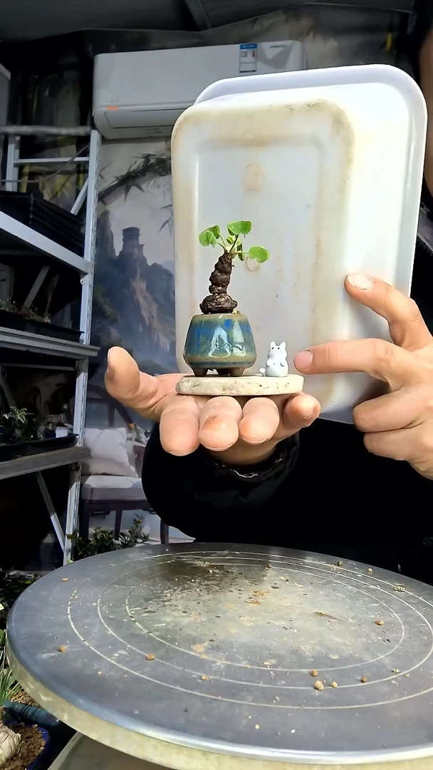 会*周中青园艺一物一拍花264