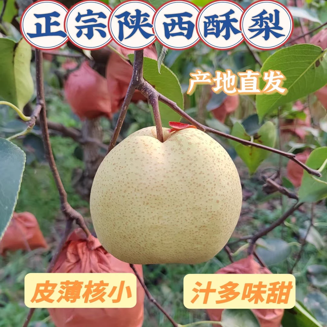 正宗陕西酥梨产地直发现摘皮薄核小酥脆多汁的特产水果梨子