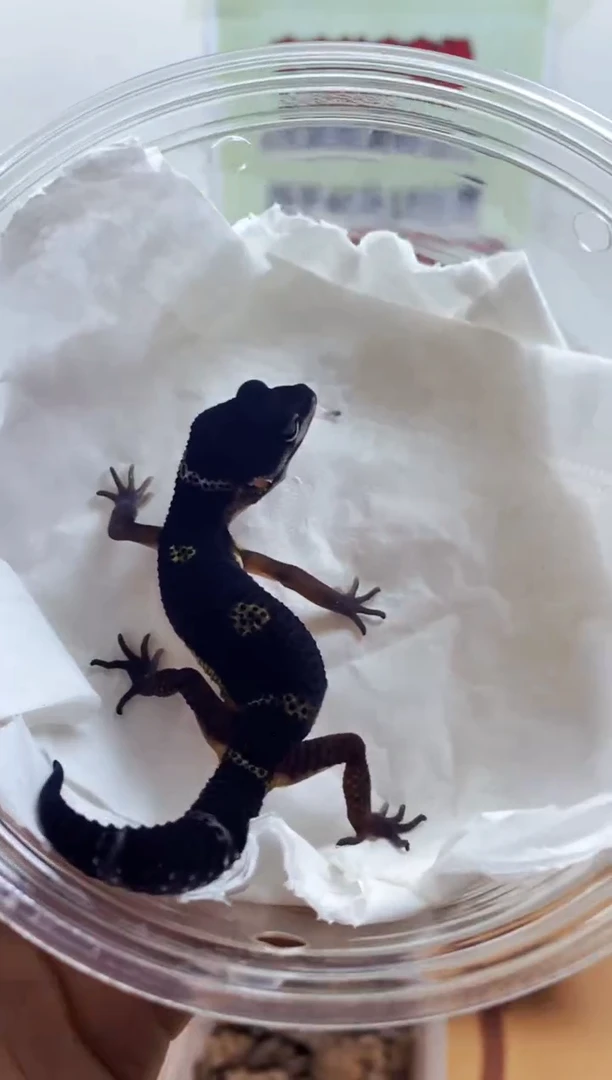 豹纹守宫豹纹守宫幼苗亚成体成体肥尾