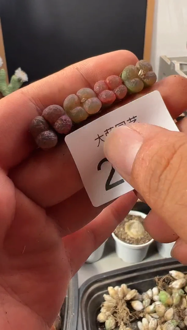 一物一拍          206
