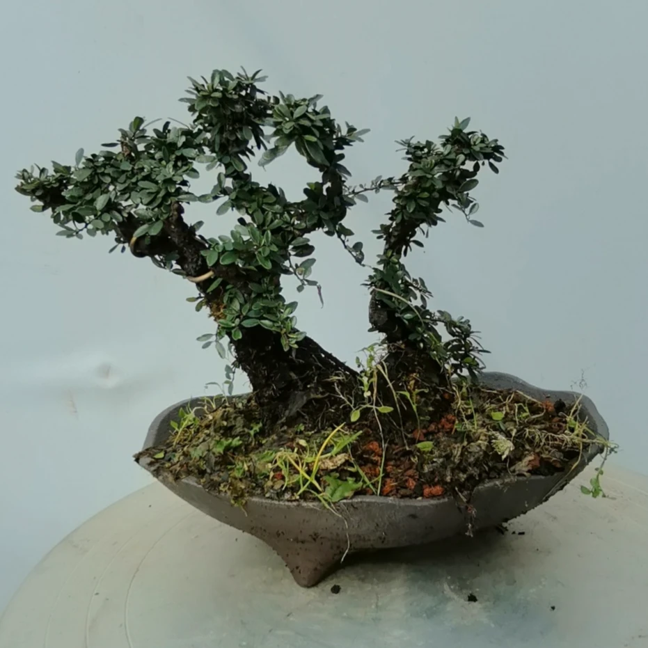 精品老鹰刺，桌面书房茶室阳台庭院盆景可循环开花室内外养护