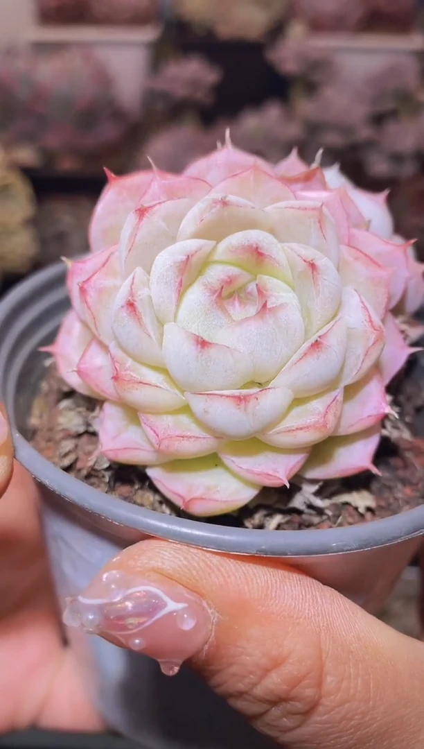 【闪购商品】487玉簪群