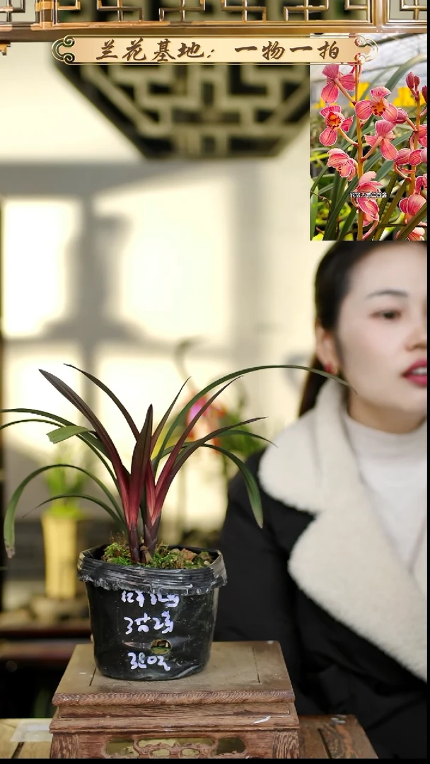 完全开放红草红荷