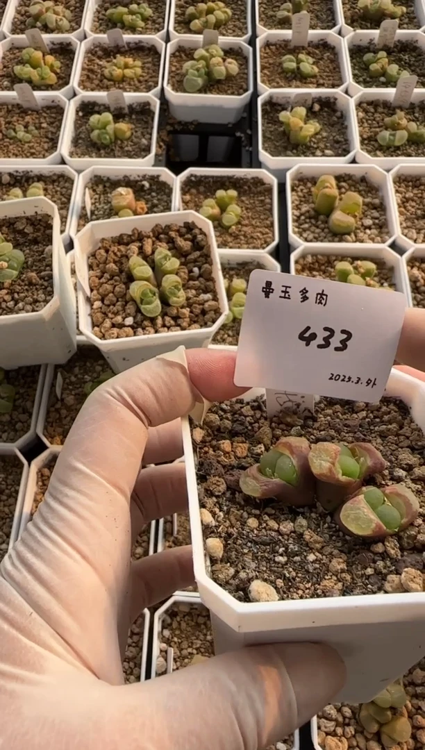 【闪购商品】3.9-433