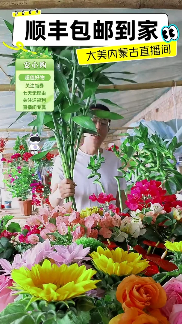 完全开放水培带根富贵竹