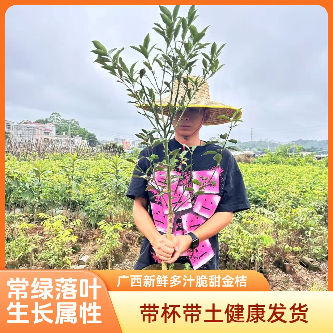 脆皮甜金桔果树苗广西新鲜多汁脆甜水果树苗带杯带土发货